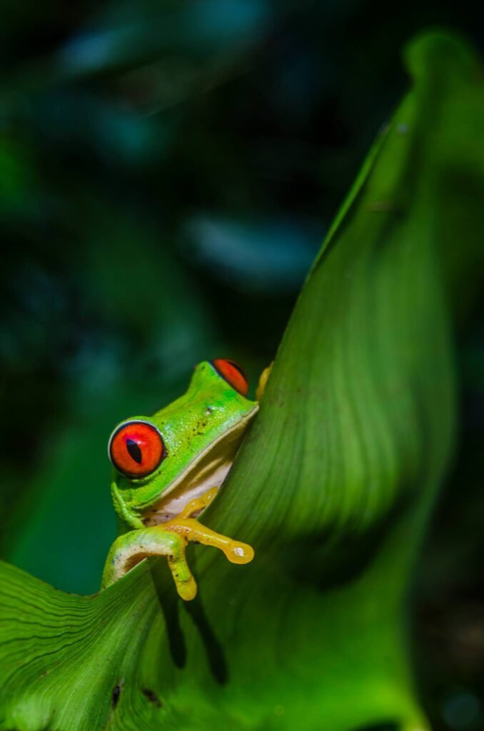rana ojos rojos de chiapas fotografo franz perzu