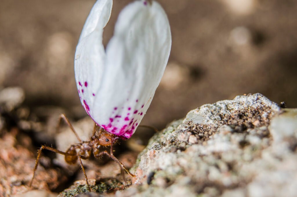 hormiga con pétalo, foto arte