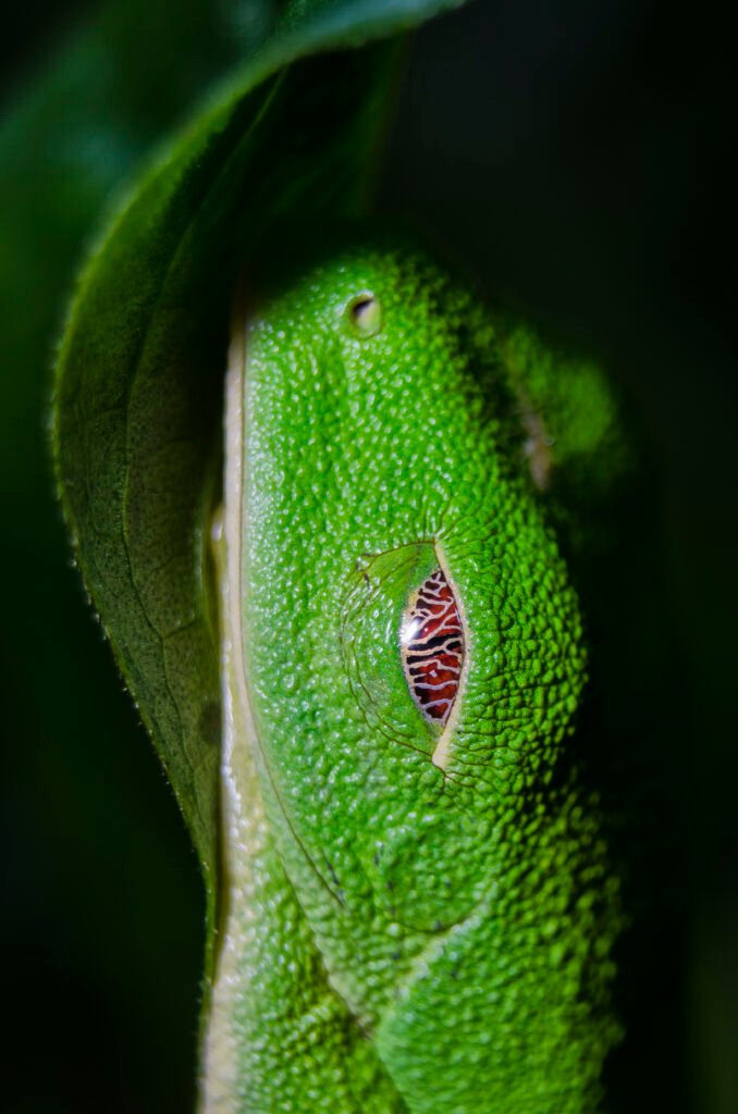 foto de ninfa del bosque por franz perzu