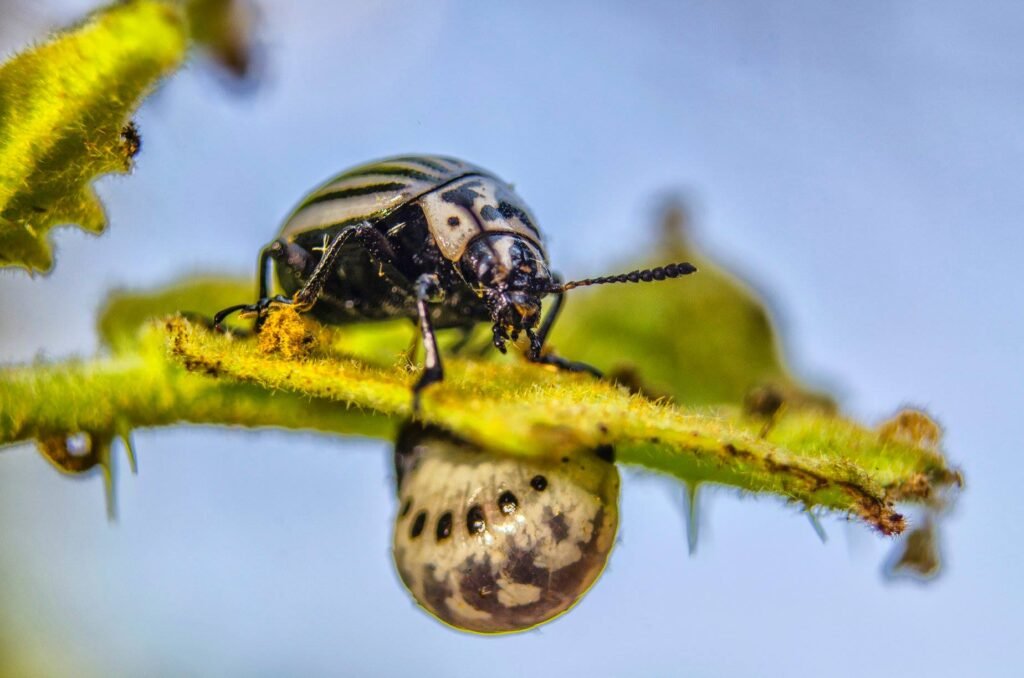 foto de escarabajo naturaleza chiapas franz perzu